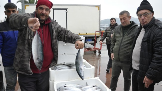 Hamsi Balığı Çok Az Palamut Gene Bol