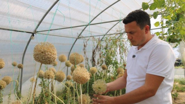 ATA TOHUMU PROJESİ, KATLANARAK BÜYÜYOR