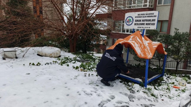 KDZ. EREĞLİ BELEDİYESİ SOKAK HAYVANLARINA SAHİP ÇIKIYOR