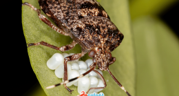 Valilik’ten Kahverengi Kokarca Böceği Açıklaması